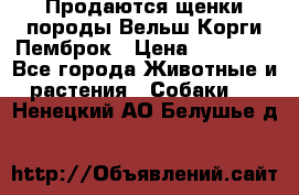 Продаются щенки породы Вельш Корги Пемброк › Цена ­ 40 000 - Все города Животные и растения » Собаки   . Ненецкий АО,Белушье д.